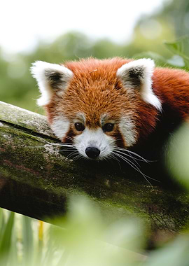 Red Panda