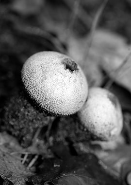 Mushrooms black and white
