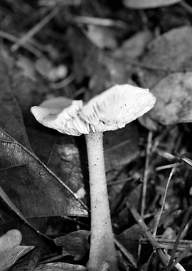 Mushrooms black and white