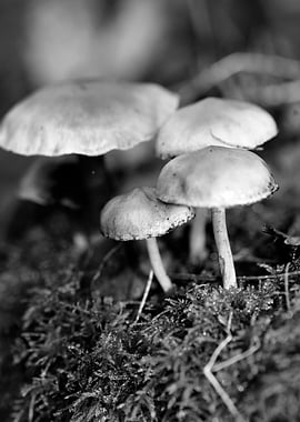 Mushrooms black and white