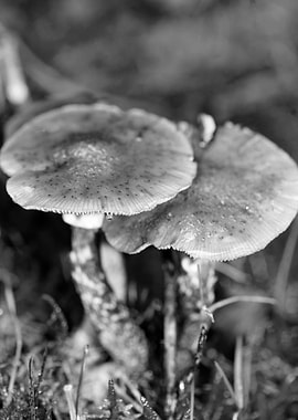Mushrooms black and white