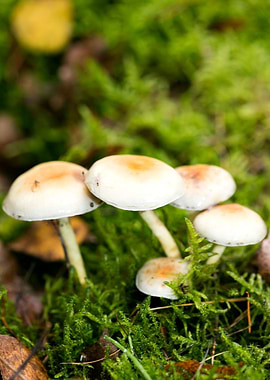 Trippy mushrooms close up