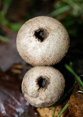 Trippy mushrooms close up
