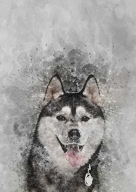 The Husky