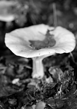 Mushrooms black and white