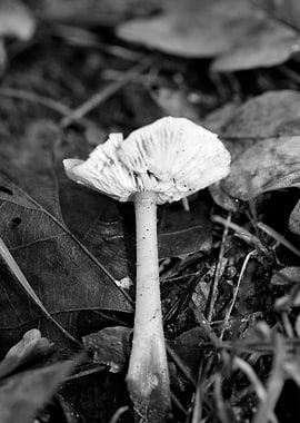 Mushrooms black and white