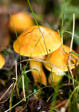 Trippy mushrooms close up