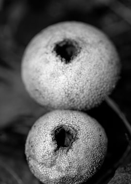 Mushrooms black and white