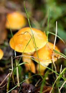 Trippy mushrooms close up