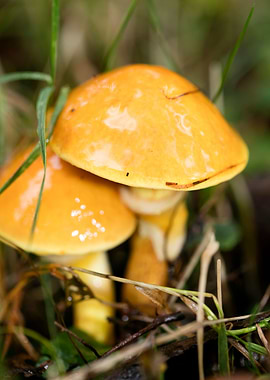 Trippy mushrooms close up