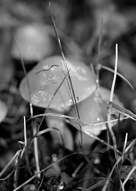 Mushrooms black and white