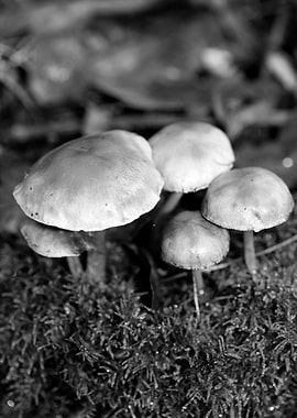 Mushrooms black and white