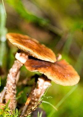 Trippy mushrooms close up