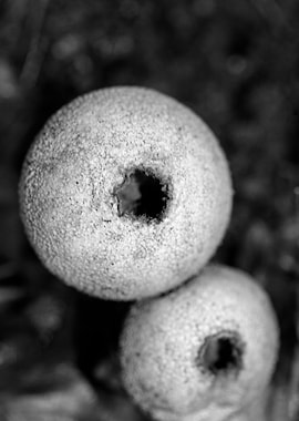 Mushrooms black and white