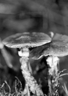 Mushrooms black and white