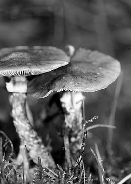 Mushrooms black and white