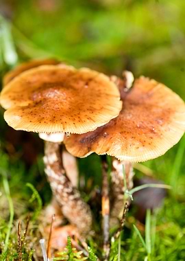 Trippy mushrooms close up
