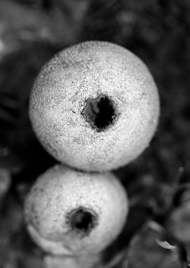 Mushrooms black and white