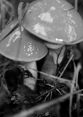 Mushrooms black and white