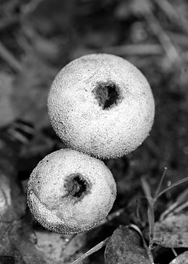 Mushrooms black and white