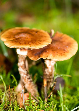 Trippy mushrooms close up