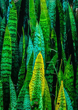 saint jorge sword foliage