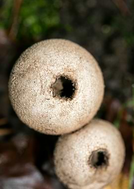 Trippy mushrooms close up