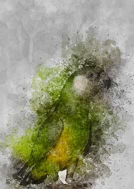 Parrot