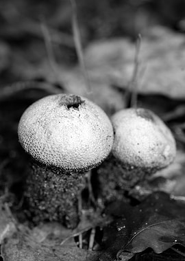 Mushrooms black and white