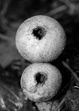 Mushrooms black and white