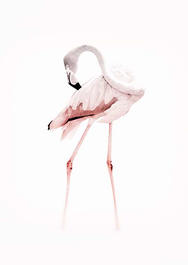 Pink Toned Faded Flamingo