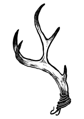 Deer antler
