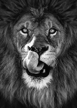 hungry lion face poster
