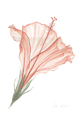 Transparent Hibiscus