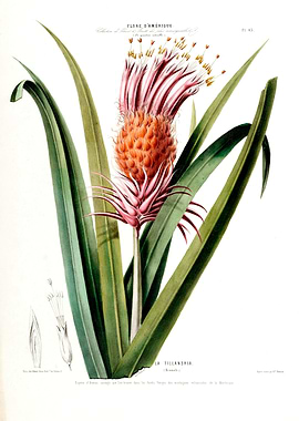 La Tillandra Botanical