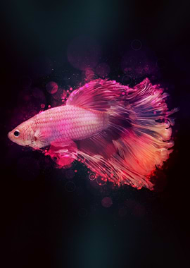 Betta Fish 8