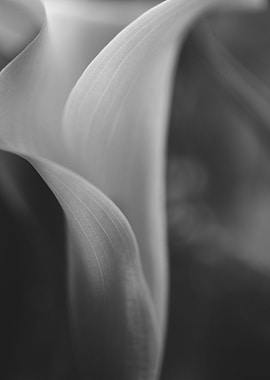 Calla Lily Noir