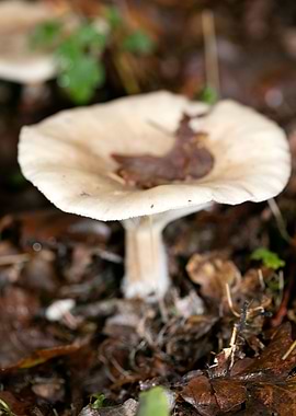 Trippy mushroom fine print