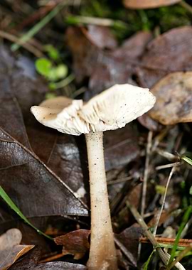 Trippy mushroom fine print