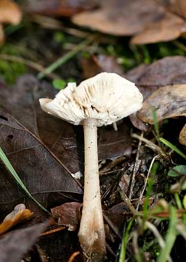 Trippy mushroom fine print