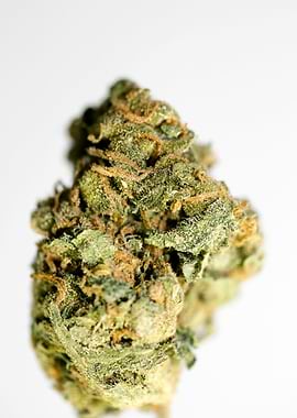 Lemon bubble super skunk