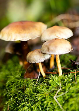 Trippy mushroom fine print