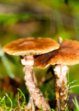 Trippy mushroom fine print