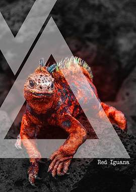 Triangle Red Iguana