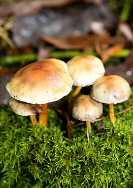 Trippy mushroom fine print