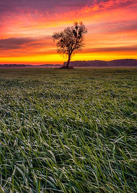 Sunrays at autumn sunrise
