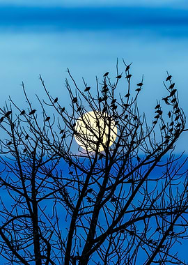 Winter Tree Birds Moon