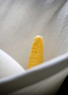 Calla Lily Closeup