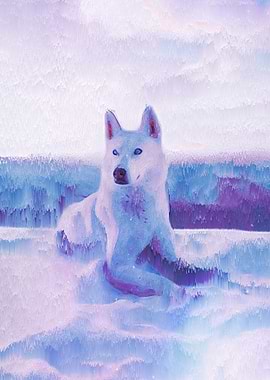 White Husky