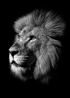 Lion king face poster